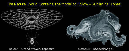 The Natural World Contains the Model to Follow - Spiders Web and Octopus Shaped Centers
